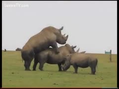 Traveling tourist captures two wild rhinos fucking in this zoo sex film